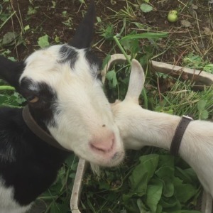 ルナです。成長途中のめろん、食べるの？