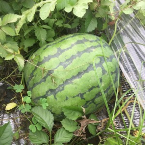 【受付中：7~8月】夏野菜！！の収穫