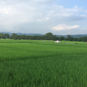 【受付終了】2019年夏｜田んぼ草取り大競争！