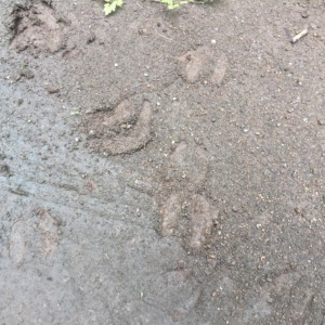 【鹿の調査：足跡・糞】＠南足柄（2019/7/25）