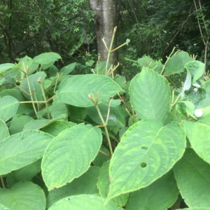 【鹿の調査：草花】＠南足柄（2019/7/25）