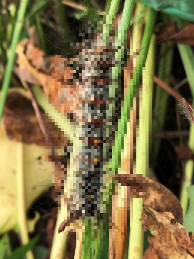 【※クリック注意※】まいまい　迷子の　舞々蛾