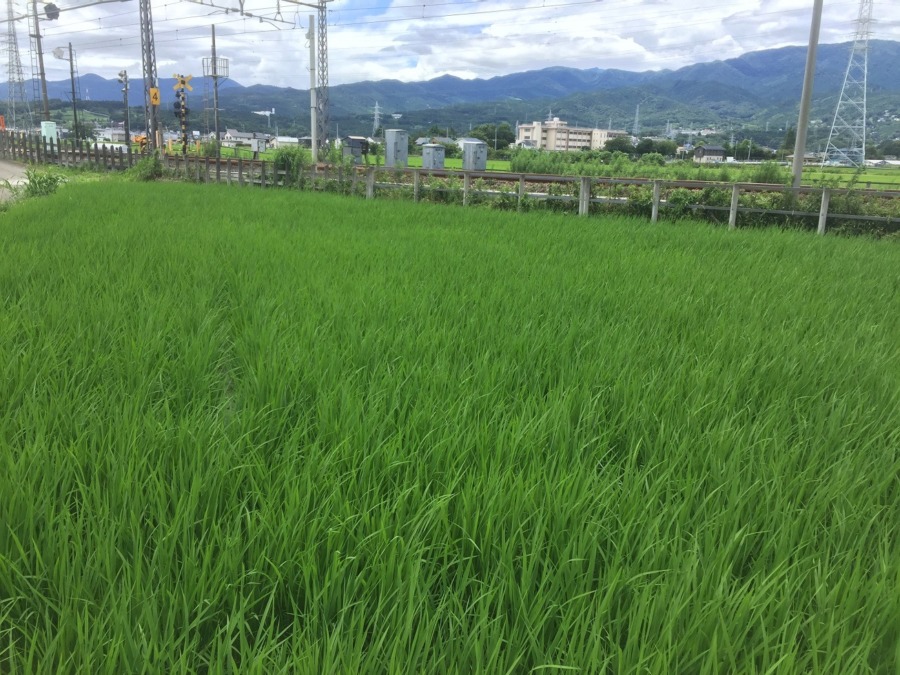 【祝：コンプリート】難易度「易」のかやま③（もち米）は完了。