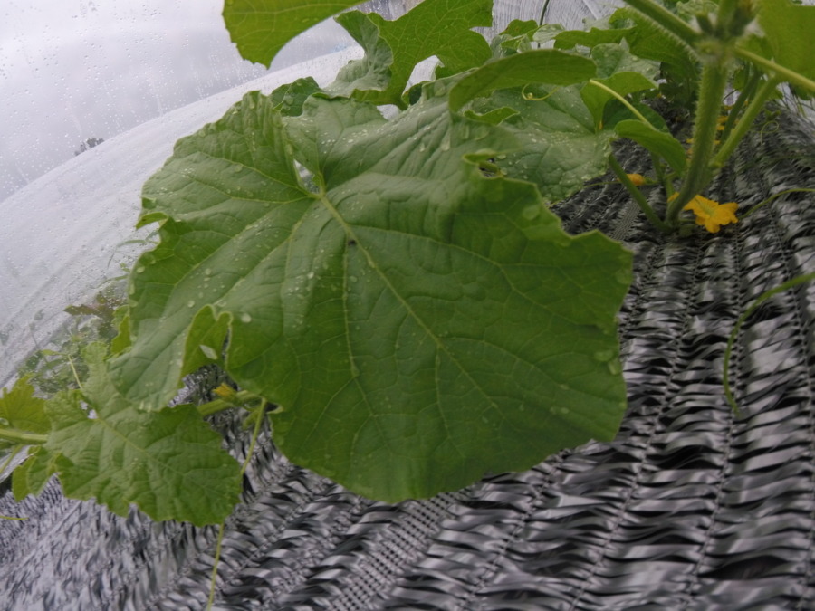 【フォト】めろん株の様子。