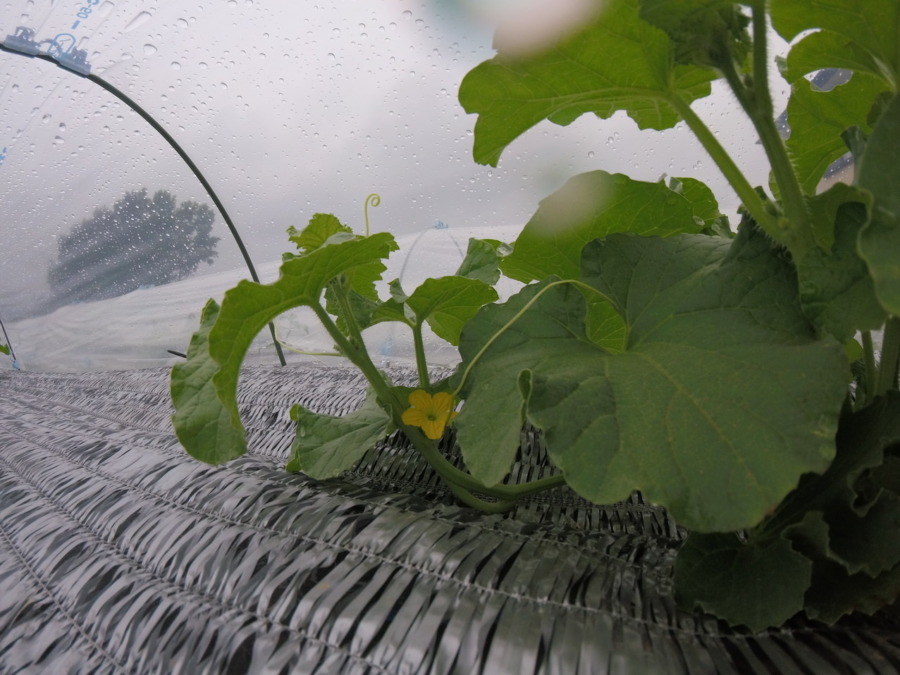 【フォト】めろん株の様子。