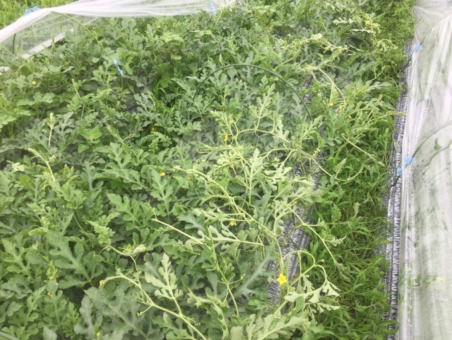 【フォト】すいか株の様子。