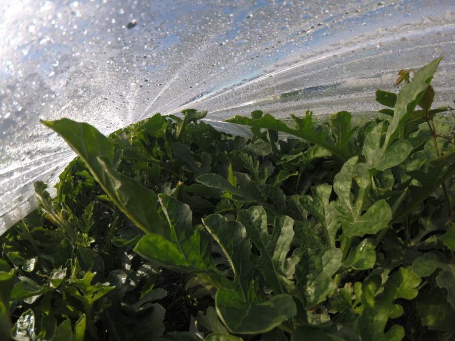 【フォト】トンネル内の様子。