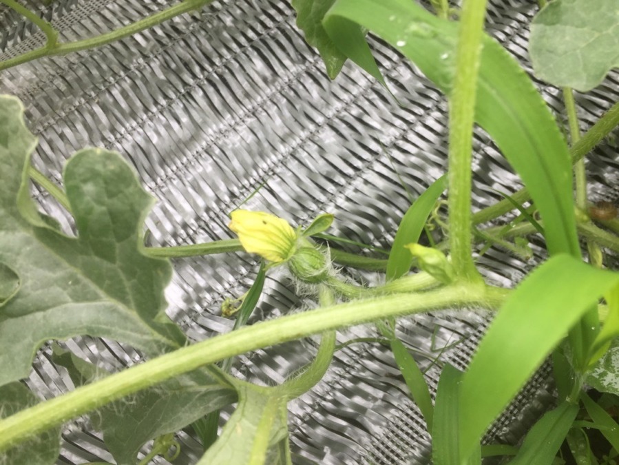 【祝】開花・受粉を確認。ステージ３に進みました。