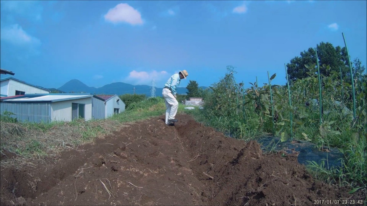 【はたけしごと】下仁田ネギの苗の定植