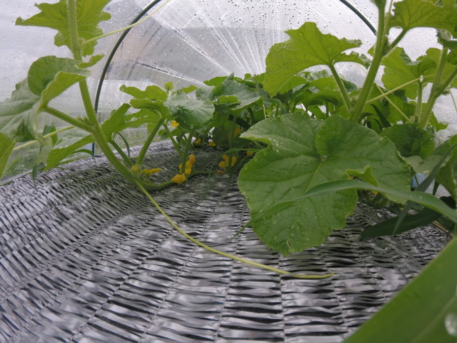 【フォト】めろん株の様子。