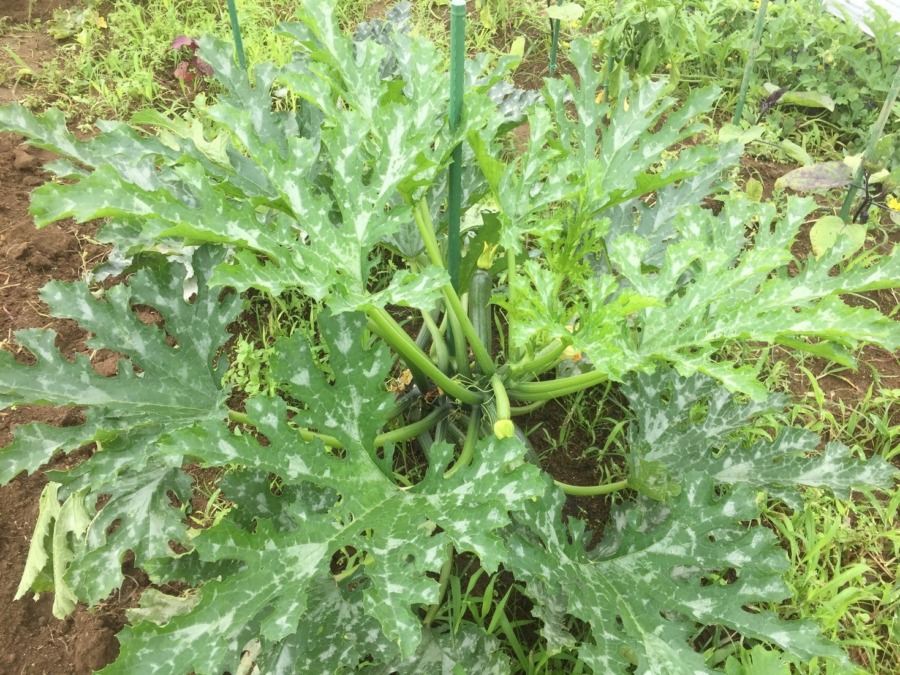 【フォト】ずっきーにの様子。