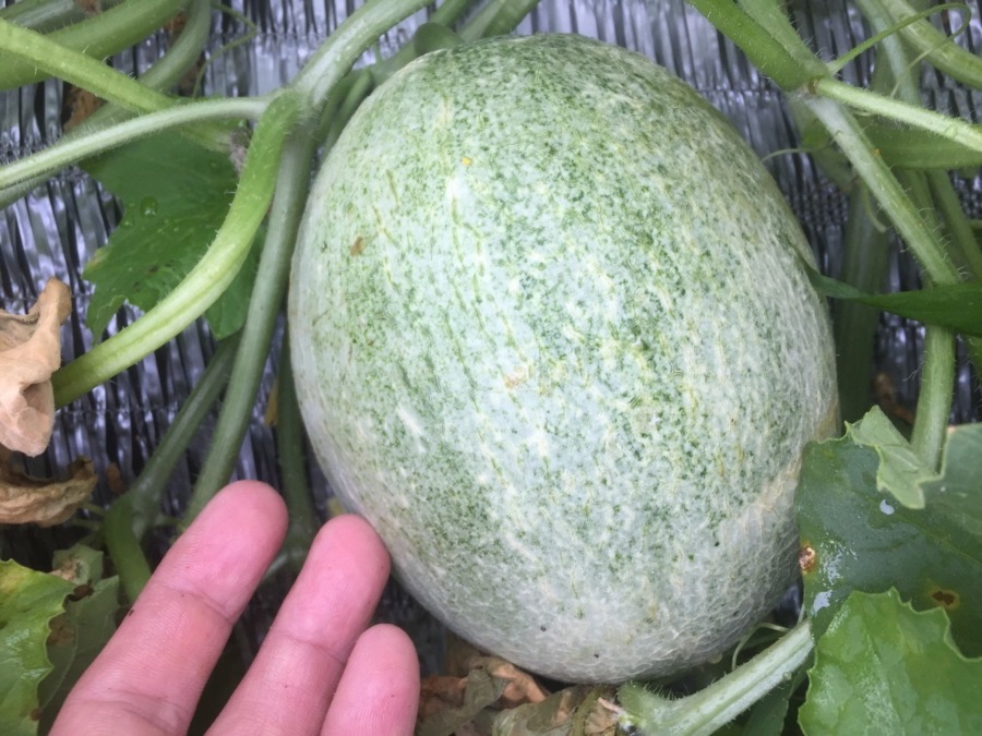 めろんです。既に甘い香りが漂っています。