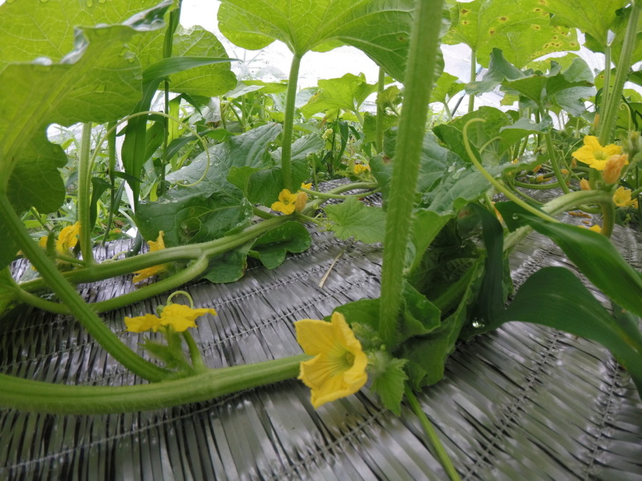 【フォト】めろん株の様子。