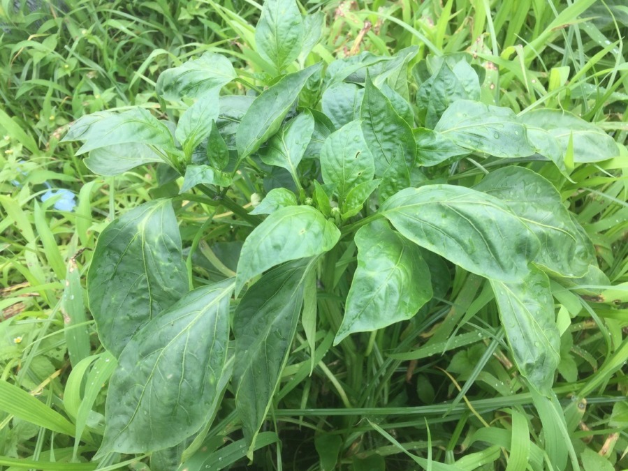 【フォト】ぴーまん株の様子。