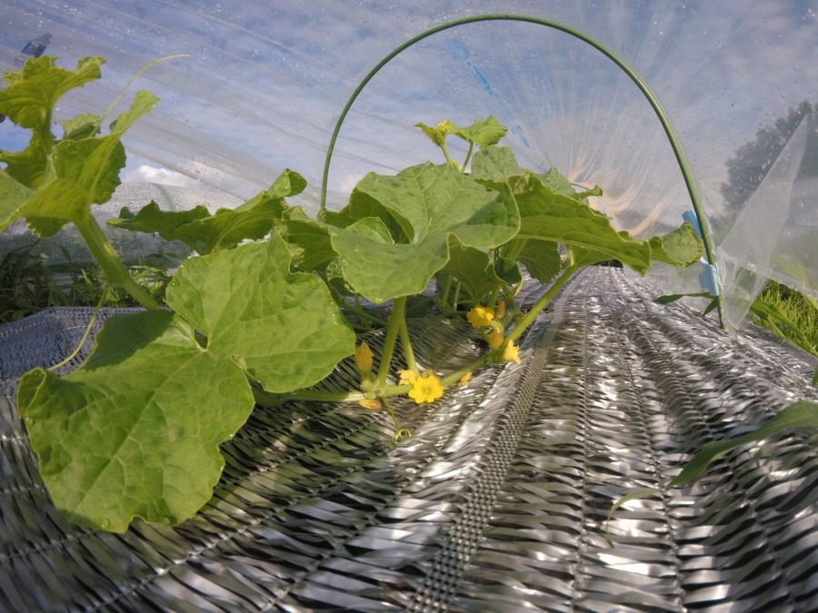 【フォト】トンネル内の様子。