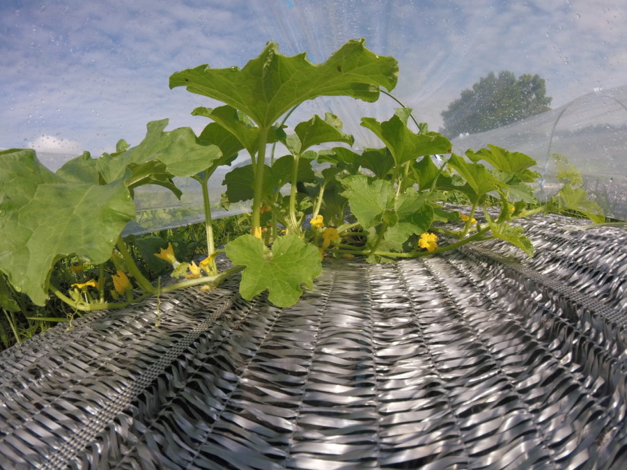 【フォト】めろんトンネル内の様子。