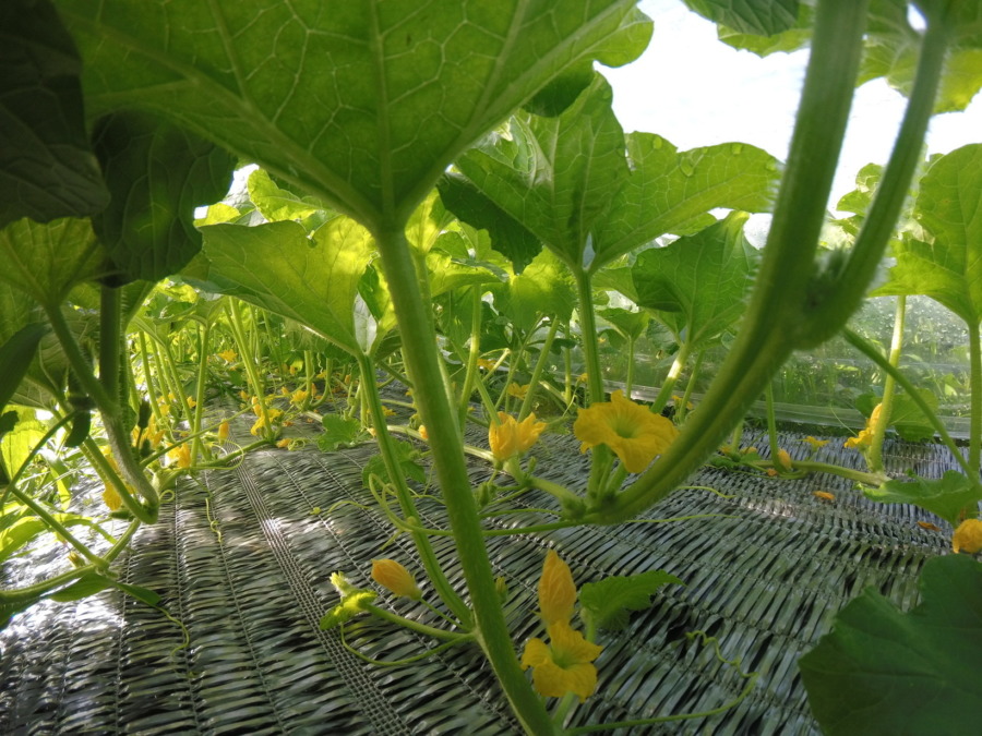 【フォト】めろんトンネル内の様子。