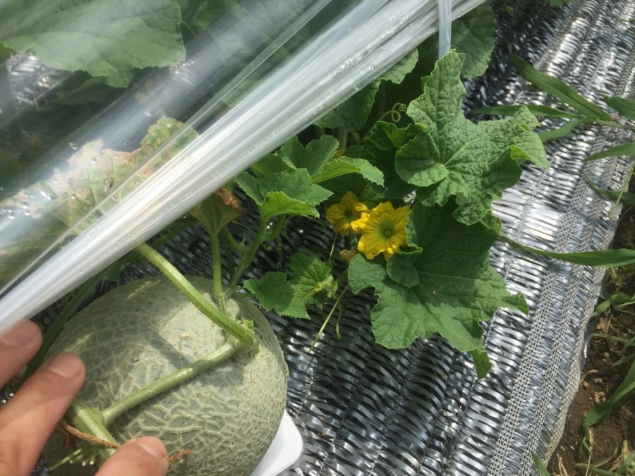 【フォト】めろんの様子。