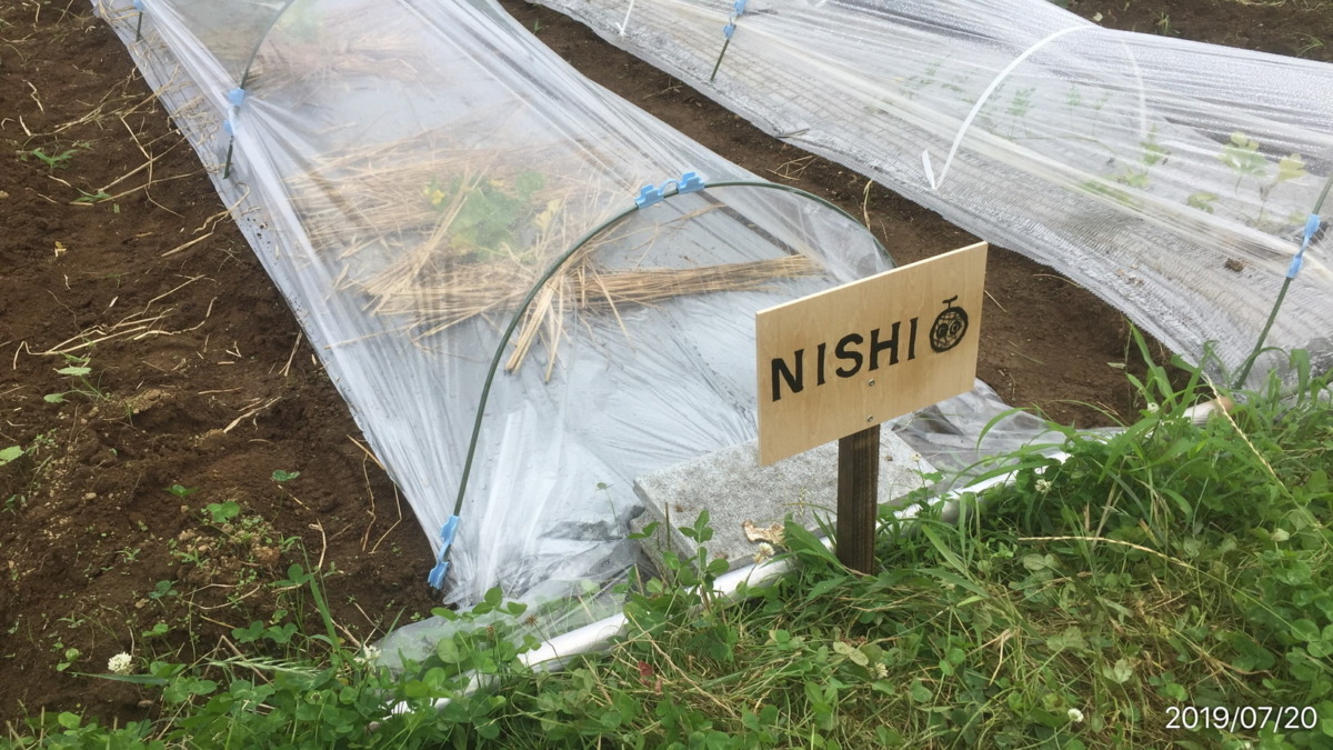 【はたけしごと】めろん株の定植→看板設置