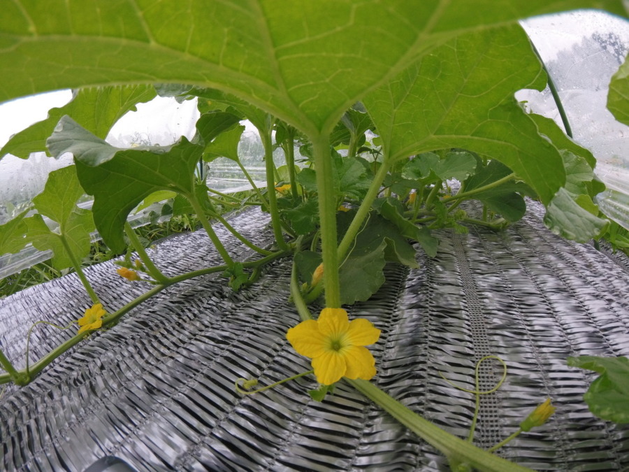 【フォト】めろん株の様子。花、きれい。