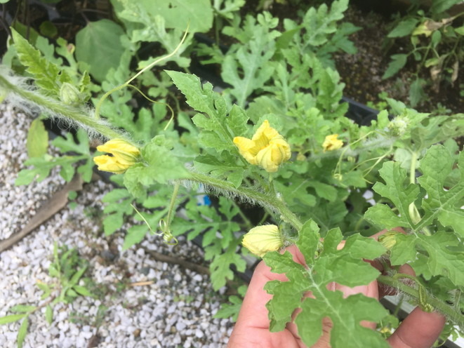 【フォト】すいか株の様子。