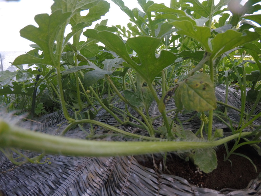 【フォト】すいか株の様子。（接写）