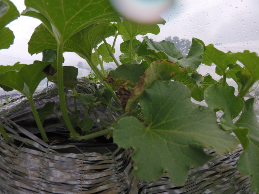 【フォト】めろん株の様子。