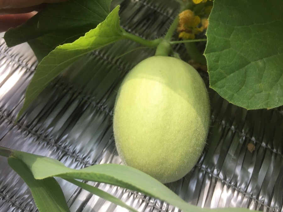 【フォト】めろんの様子。鶏卵より少し大きい。