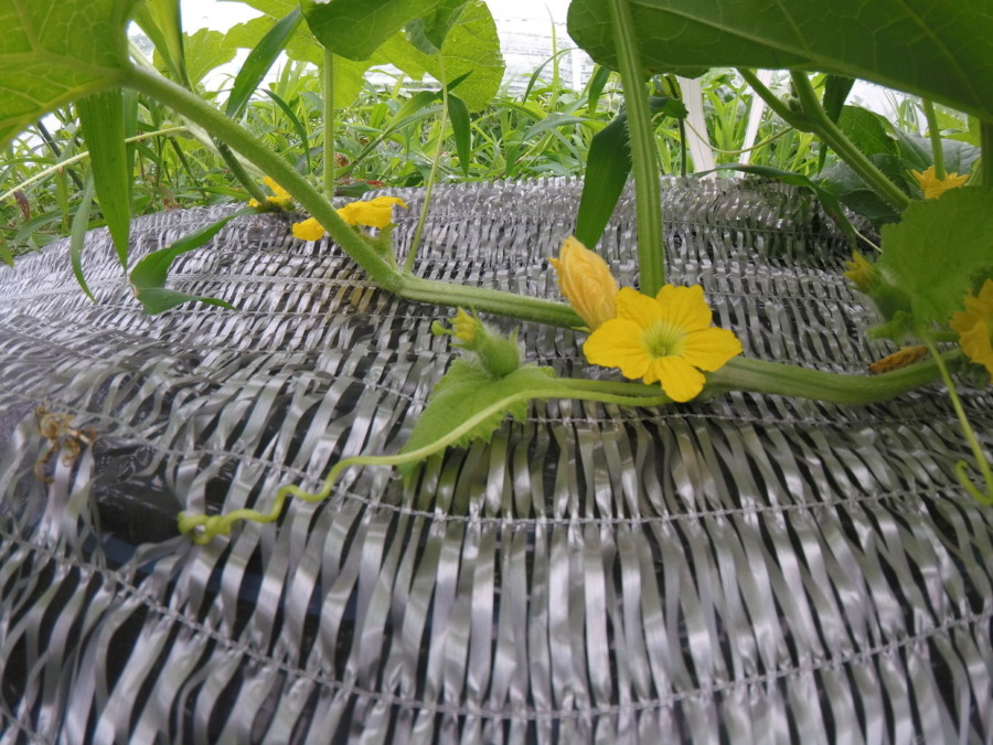 【フォト】めろん株の様子。