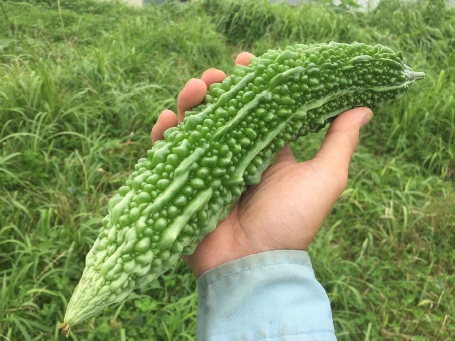 【祝】ゴーヤー初収穫☆