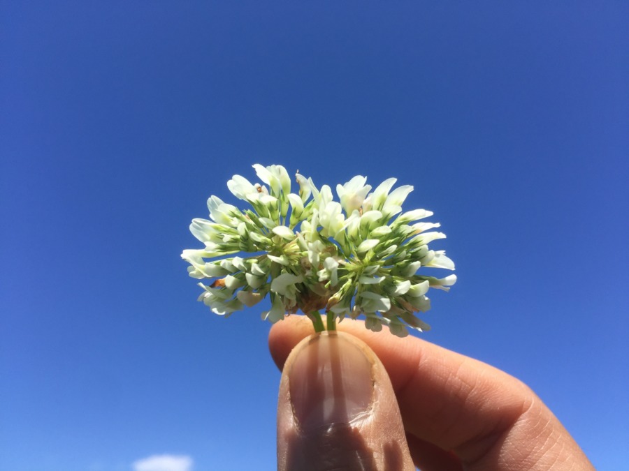 【クイズ】何の花？ by お馬のネルさん