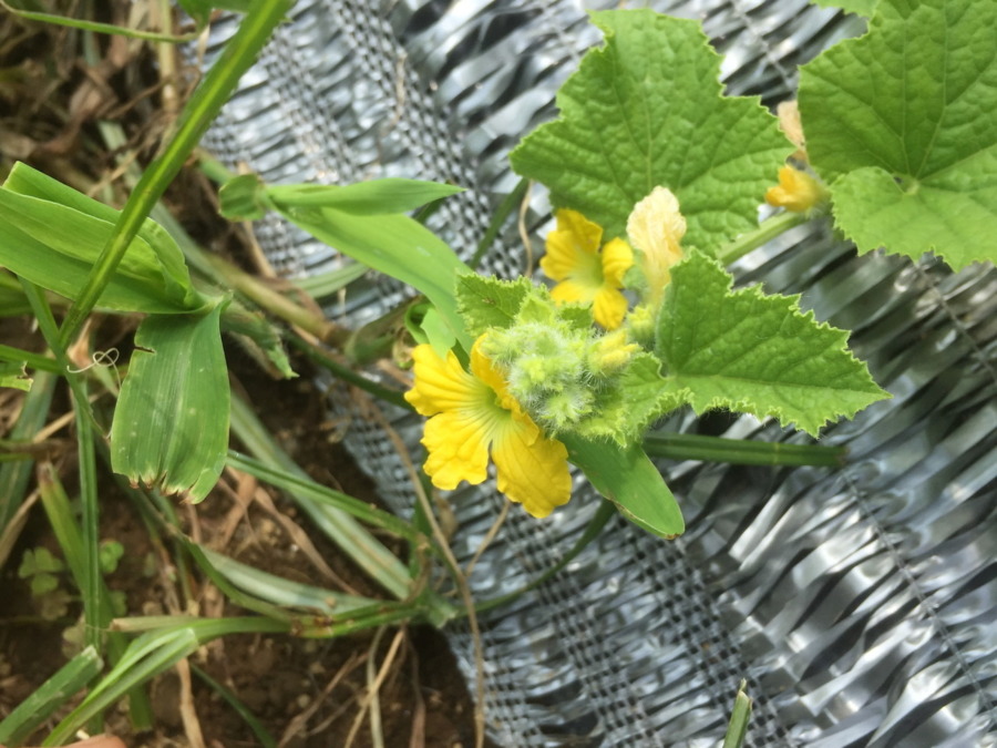 【フォト】メロンの様子。