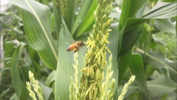 【貴重・スロー動画】わたしの雄花のまわりで一生懸命なのは・・・！？