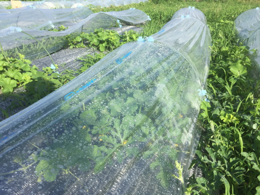 【フォト】ブロックの様子。（外）