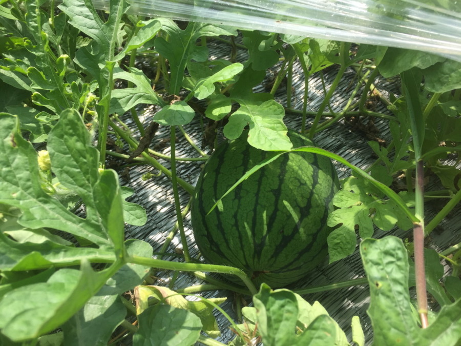 【フォト】すいかの様子。