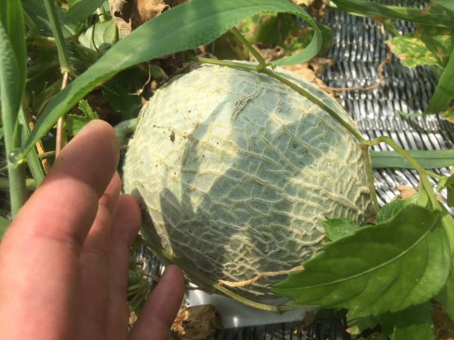 【フォト】めろんの様子。そろそろです。