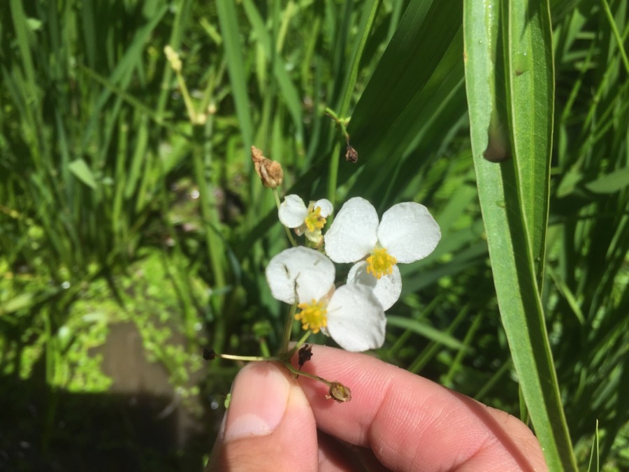 なんて花？水田雑草楽しいよ♪