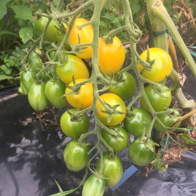 黄色中玉トマト。