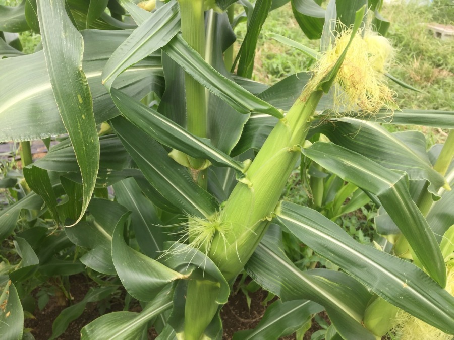 とうもろこしです。なんか、いいyo。