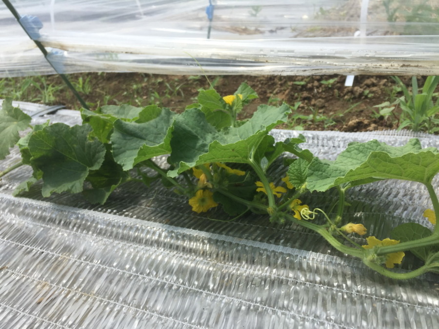 【フォト】めろんの様子。