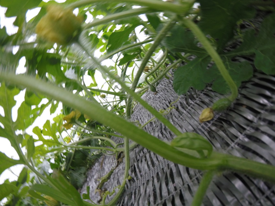 【フォト】すいか株の様子。