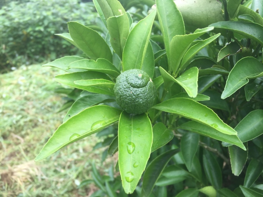 初めまして。早川の日向夏（ニューサマーオレンジ）です。