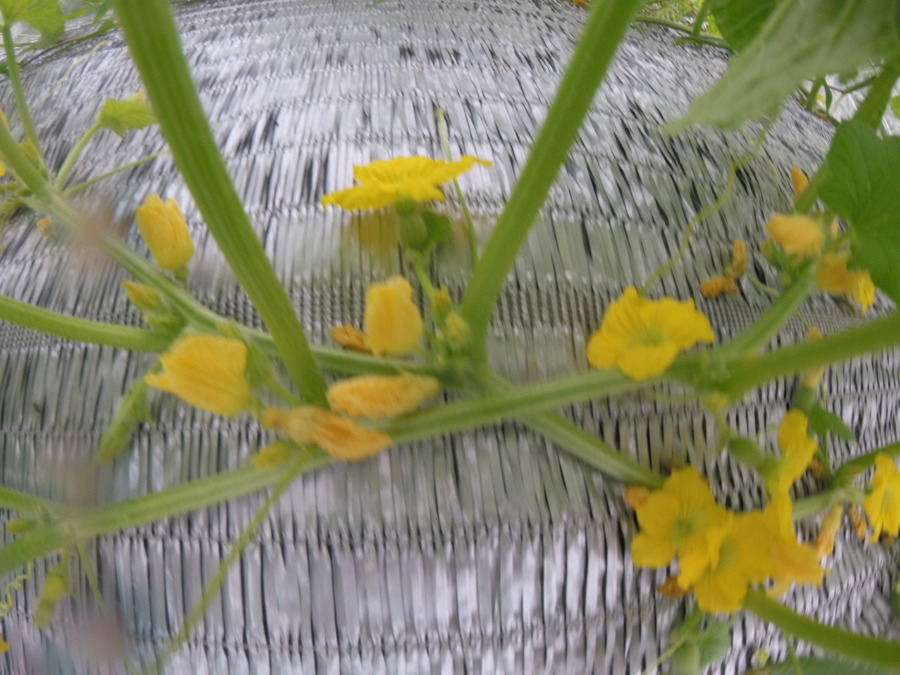 【フォト】めろんブロックの様子