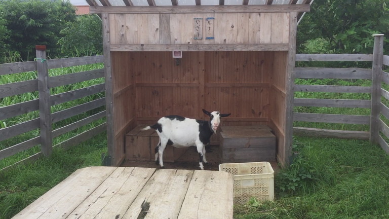 頭、かゆっ。やぎ子です。