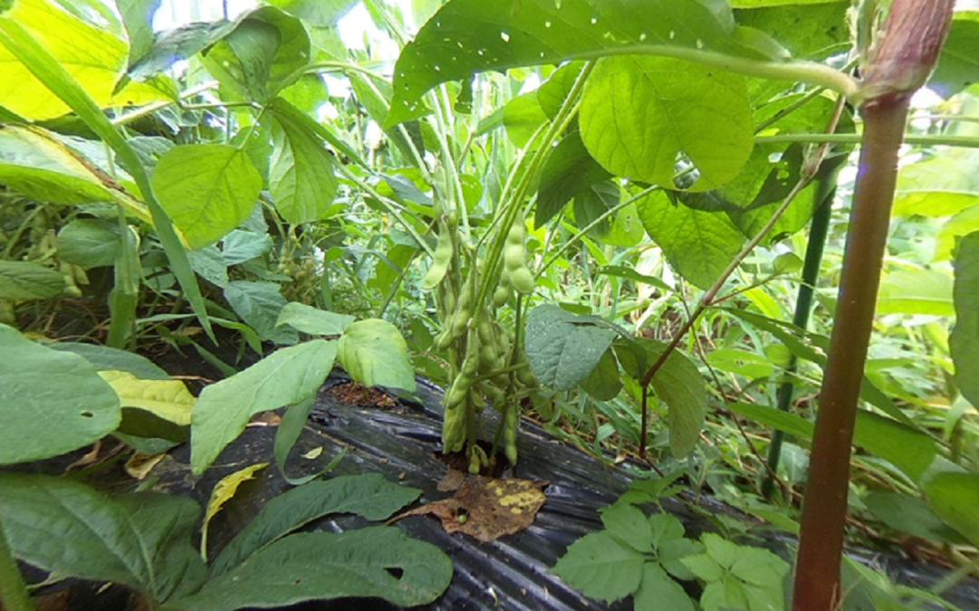 【至福のVR】ぐるりの枝豆から、、、