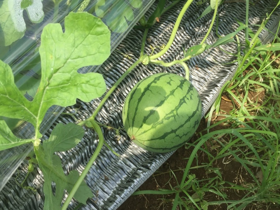 【フォト】すいかの様子