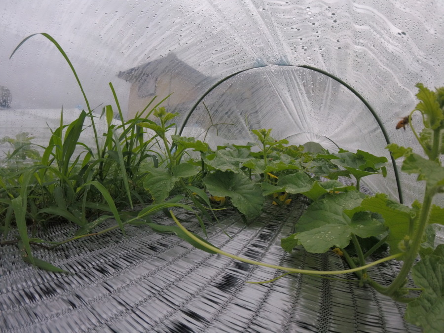 【フォト】めろん株の様子。