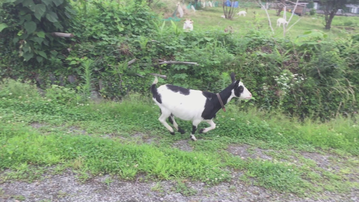 私のいだてんっぷりも、連続写真形式でどうぞ。