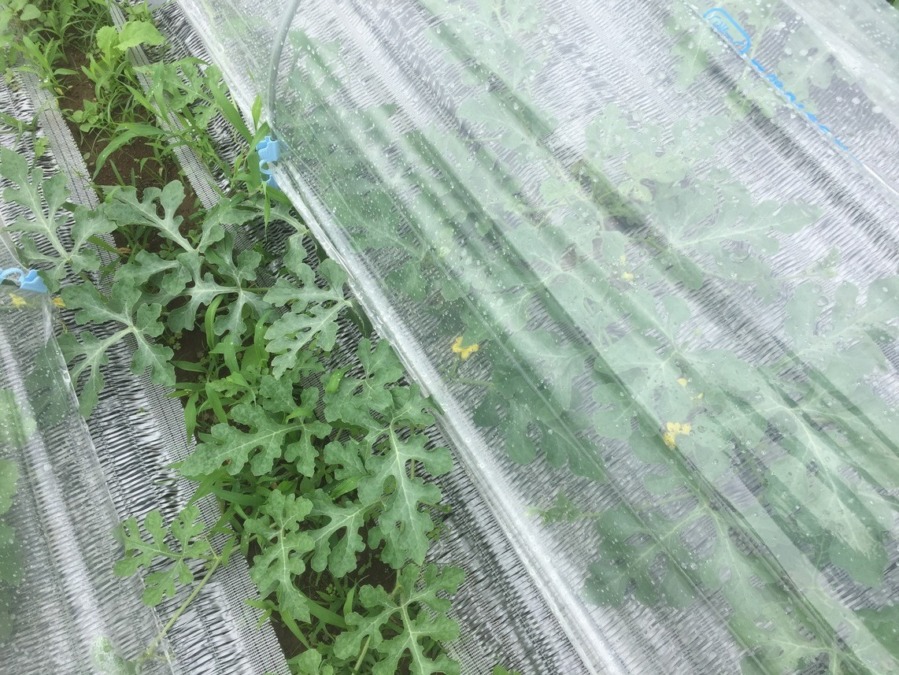 【祝】開花を確認。ステージ３に進みました！