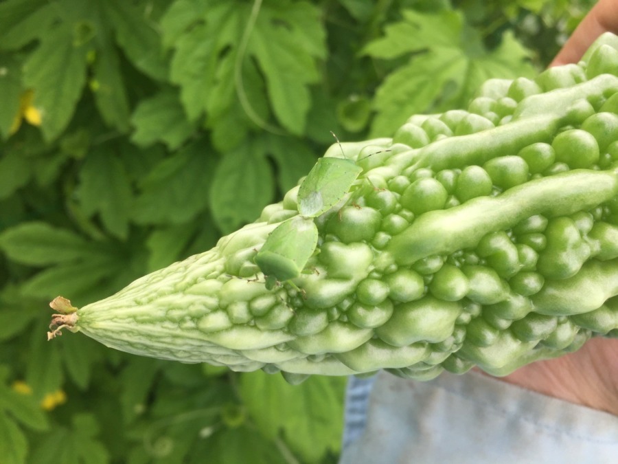 【スロー・ぎゃー】カメムシさんの交尾をじっくりと。